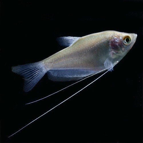 Trichogaster microlepis - Moonlight gourami L